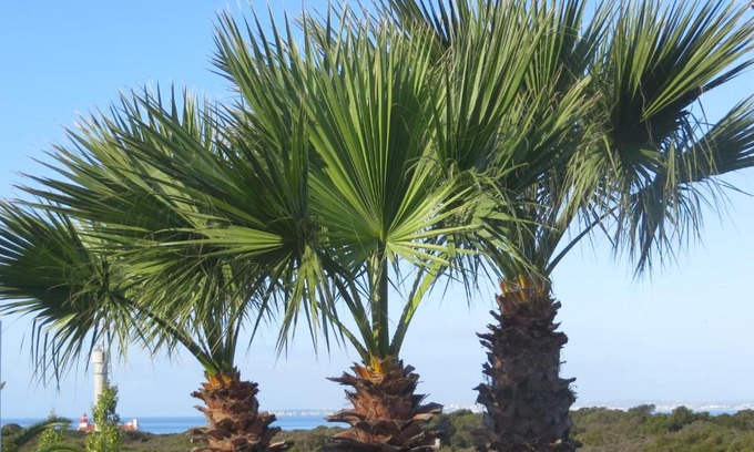 Lagoa Apartment | Discover Three Palms Apartment: 9.2/10 Pet-Friendly Retreat
