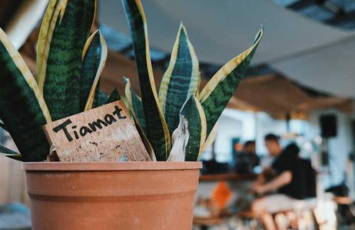 Daguang Bed & Breakfast | Discover TIAMAT Diving Club: Oceanfront Getaway Awaits