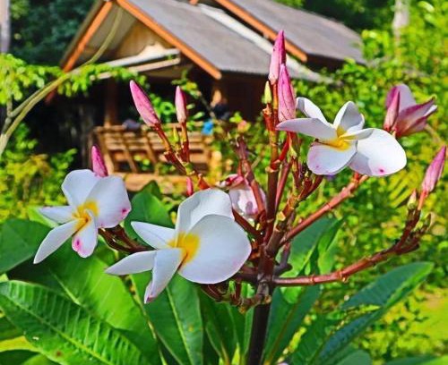 Phanom House | Top-Rated Toh Tao Homestay: Family & Pet Friendly Escape