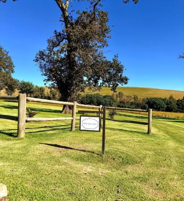 Emakhazeni Cabin | Treeferns Trout Lodge