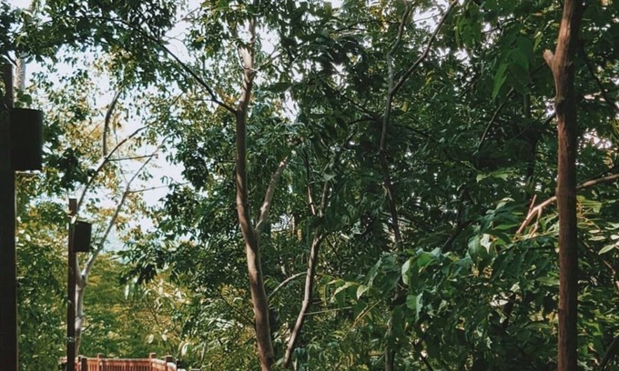 Playa La Redonda Resort | Beachfront TreeHouse Studio at Aqua Nicaragua Resort
