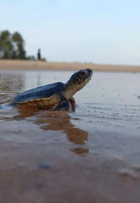 Tangalle Bed & Breakfast | Beachfront Bliss at Turtle Watch Cabana - Rated 10/10