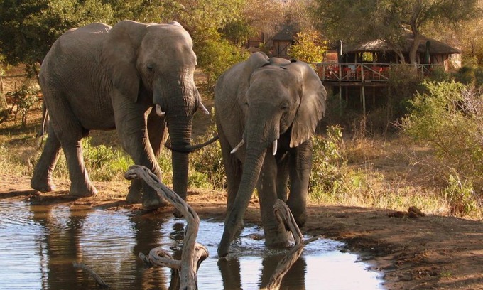 Thorny Bush Game Reserve Cabin | Experience Umlani Bushcamp: Guest Rated 9.6/10 with Ocean Views