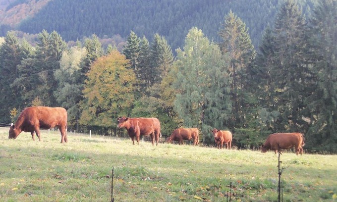 Netphen Apartment | Experience Farm Life: Family-Friendly Retreat with Pets