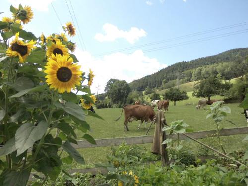 Elzach Apartment | Escape to Hänslehof: Pet-Friendly Oceanfront Retreat