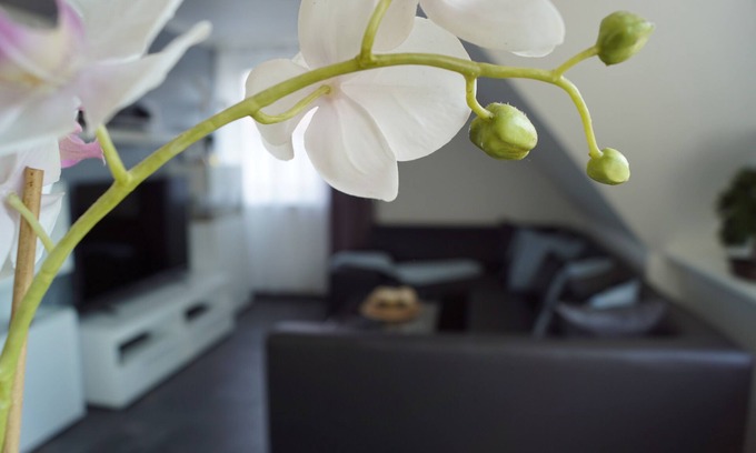 Lotte Apartment | Stylish Apartment for 3 with Ocean View in Osnabrück