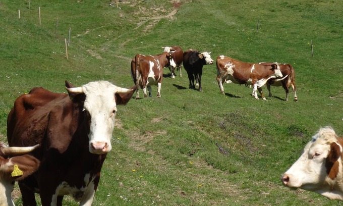 Stegen Apartment | Family-Friendly Farm Retreat with Ocean Views and Animals