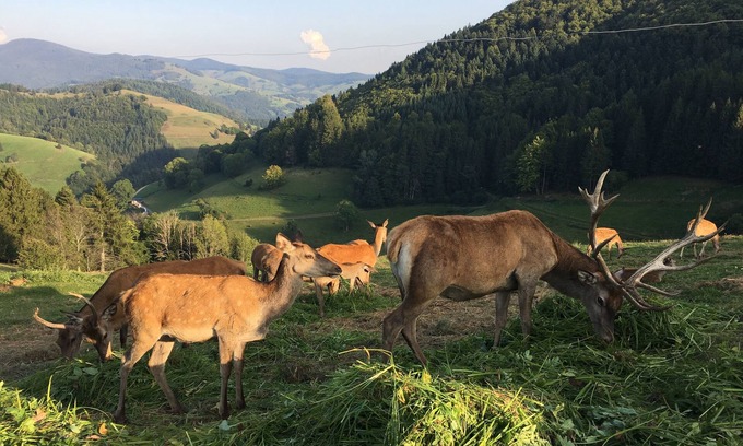 Mittelheubronn Apartment | Unforgettable Vacations in the Black Forest at Belchen