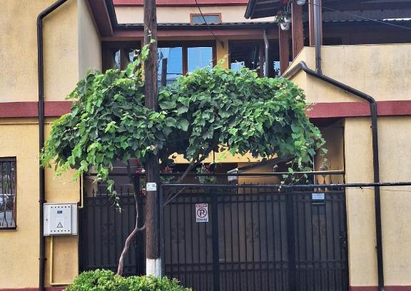 Constanta House | Family-Friendly Vila Trandafir with Kitchen Amenities