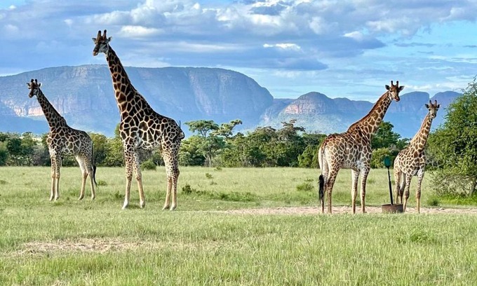 Mookgopong Other | Discover Vilagama Game Lodge: Pet-Friendly with Pool Access