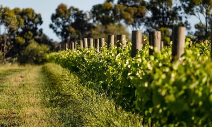 Toolleen House | Top-Rated Vineyard Retreat with Family-Friendly Amenities