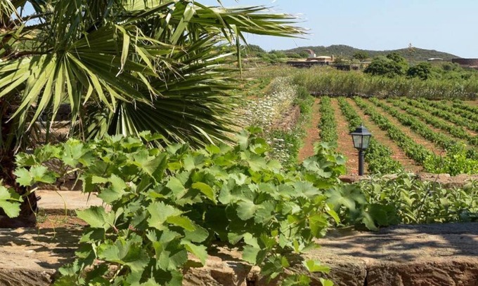 Pantelleria House | Relaxing Vineyard View with Garden and Barbecue at Mill Dammuso