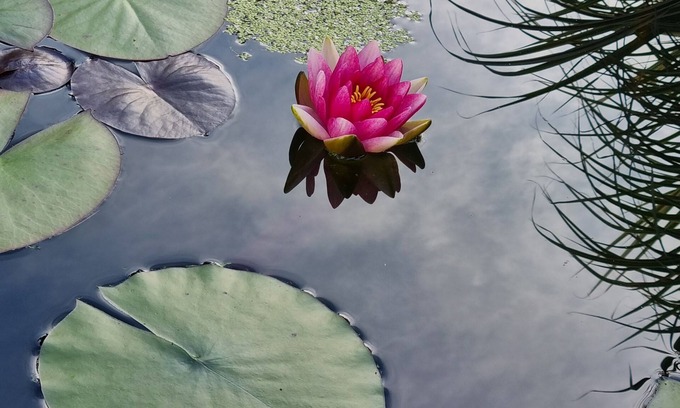 Mitterbach Apartment | Top-Rated Water Lily Apartment with Kitchen Amenities