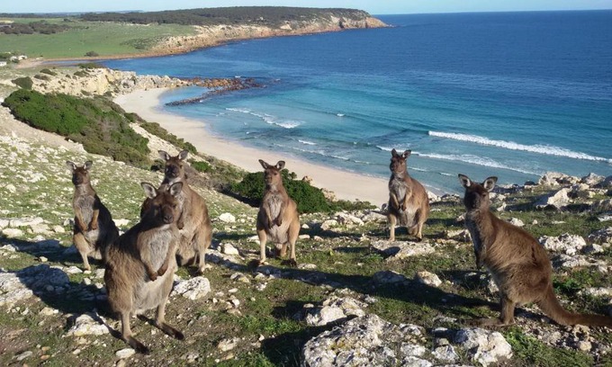 Cassini Cabin | Unforgettable Waves & Wildlife Cottages on Kangaroo Island