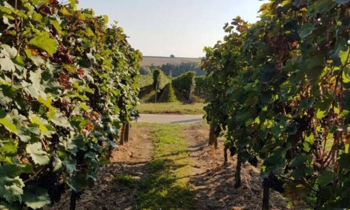 Kapellen-Drusweiler House | Welcoming Weingut & Gästehaus Nagel - Family-Friendly Escape