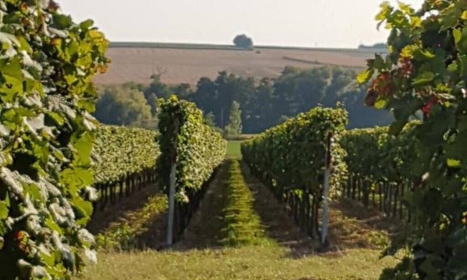 Kapellen-Drusweiler Apartment | Discover Weingut & Gästehaus Nagel: Family-Friendly Getaway