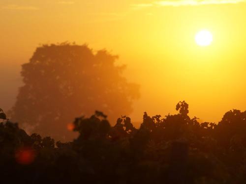 Mainz-Bingen Apartment | Discover Weingut Michael Grünewald: Family & Pet Friendly