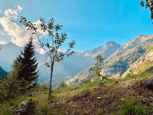 Mollia House | Discover Wild Side: Pet-Friendly Retreat for Families