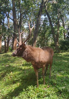 Kumily House | Inviting Wild Window - Forest View Homestay Awaits You