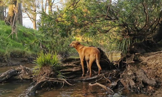 Joes Box House | Yabbra Road Farmstay - Cute pet friendly caravan, mountain views and a creek!