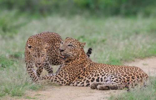 Mahasenpura Bed & Breakfast | Yala Eco Shine