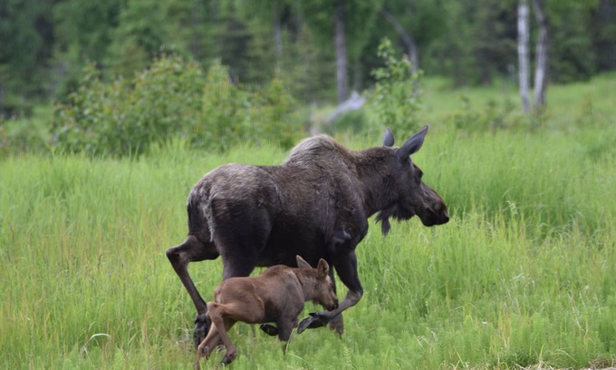 Fritz Creek House | Experience Wildlife Adventures Just Outside the City