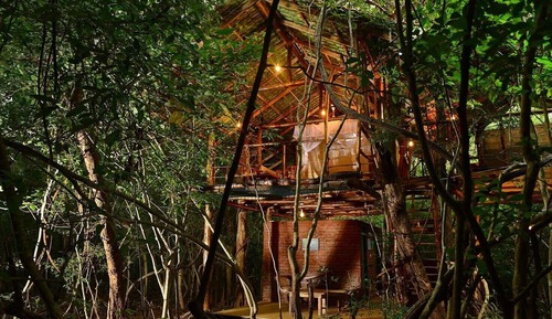 Family Tree House