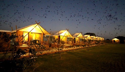 Basic Tent, Garden View