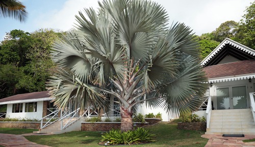 Bungalow, 2 Bedrooms, Ocean View, Beachfront