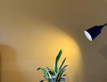 King Room with Garden View