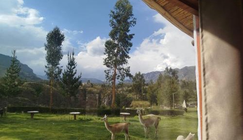 King Room with Mountain View