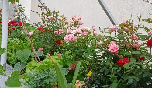 Apartment with Garden View