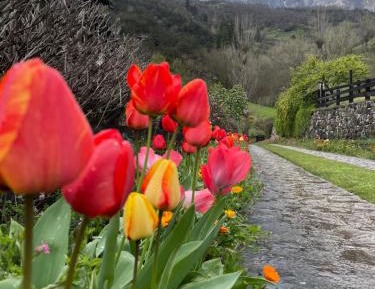 Superior Double or Twin Room with Terrace