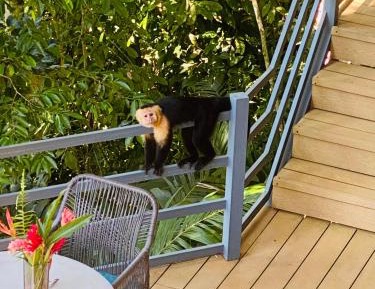 Deluxe Villa Colibri (accessible)