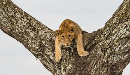 2-BEDROOM SUITE SAVANNAH PANORAMIC SAFARI EXPERIENCE