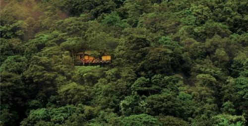 Regular Tree House