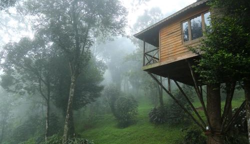 Tree House