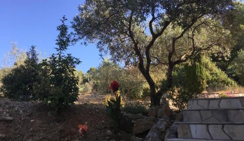 King Room with Garden View
