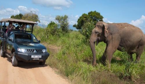 Glamping Suite Bordering Udawalawe With A Guided Safari