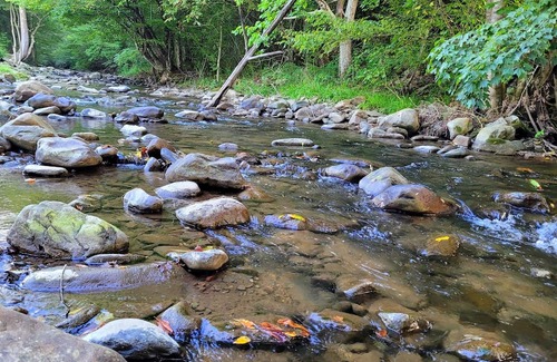 Del Rio Cabin | Reconnect with Nature This Spring at The Spot Hotel
