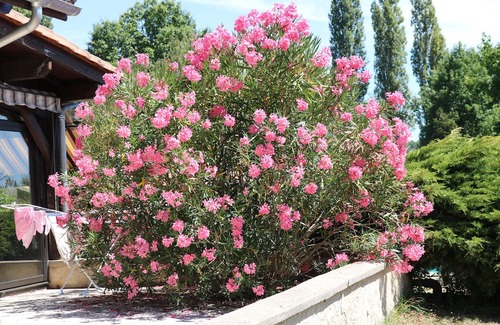 Bergerac House | Beautiful Family Home with Pool in Green Oasis Near Everything