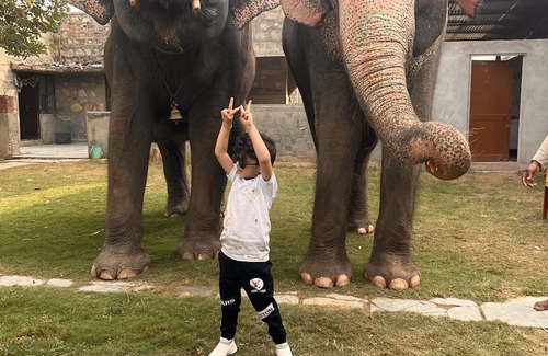 Pink City House | Experience Elephants Up Close at Our Family-Friendly Hotel