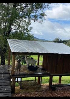 Tallebudgera Valley Other | 1332 Tally