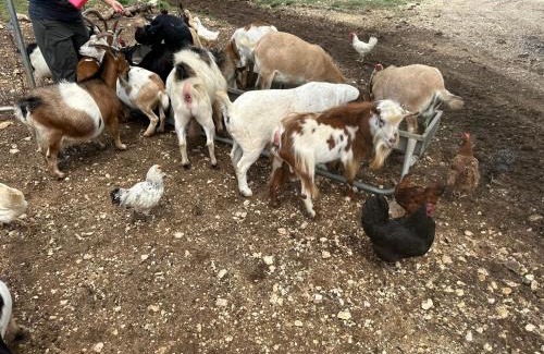Bandera House | Lucky Star Ranch - Stargazer