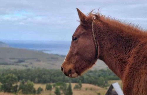 Hanga Roa House | Discover Terevaka Lodge: Pet-Friendly Retreat Awaits