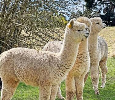 Romsey House | Family-Friendly Hawthorn Park Farm Homestead in Macedon Ranges