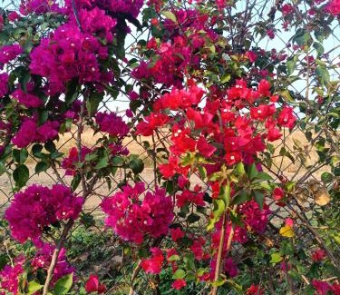 Nashik House | Charming Champa: A Family-Friendly Farmstay Experience