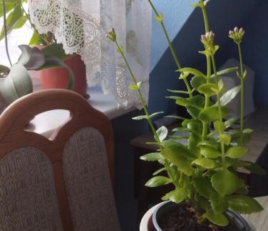 Hunedoara Apartment | Affordable Family Stay at N&B – Child-Friendly Amenities