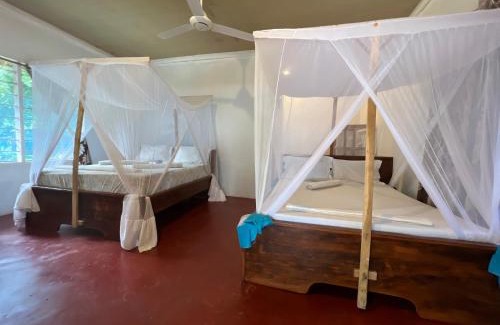 Mafia Island Bed & Breakfast | Explore the Mafia Whale Shark Safari at Afro Beach