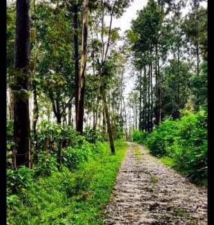 Somvarpet House | Coorg's BnBBuddy Sundaraya Cottage: Family & Pet Friendly